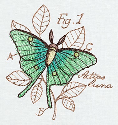 Miniature Menagerie Luna Moth Diagram Embroidered Canvas Messenger Bag